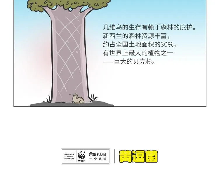 熊猫君和王稳健漫画,科普番外——新西兰的几维鸟4图