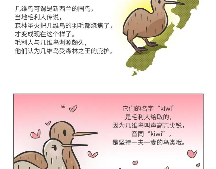 熊猫君和王稳健漫画,科普番外——新西兰的几维鸟2图