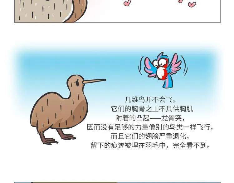 熊猫君和王稳健漫画,科普番外——新西兰的几维鸟3图