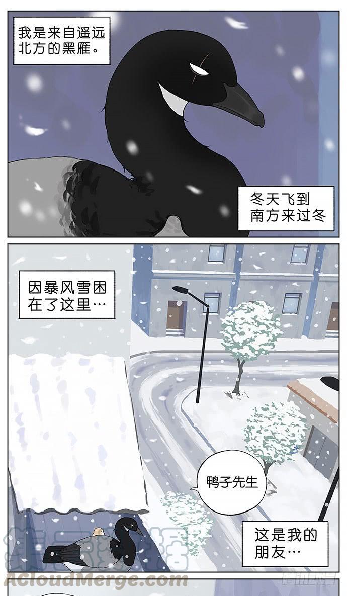 南方的鸟和北方的鸟治愈系漫画漫画,暴风雪。1图