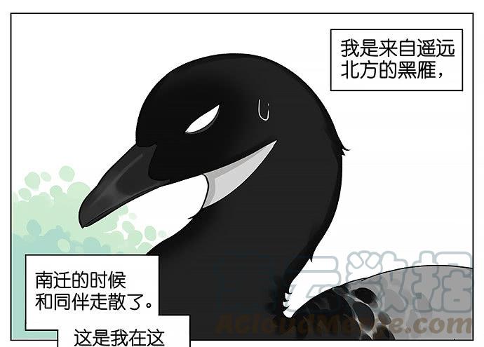 南方的鸟和北方的鸟壁纸漫画,人类好可爱。1图