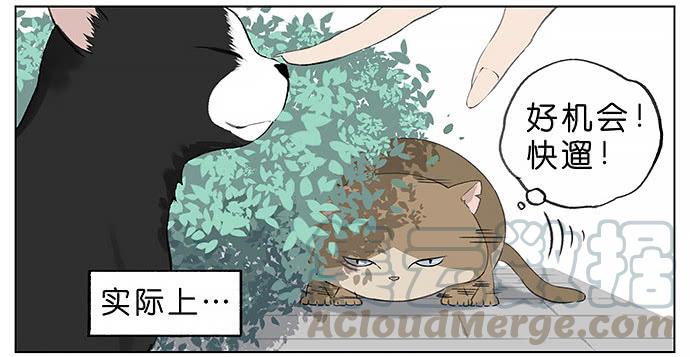 南方的鸟和北方的鸟壁纸漫画,胖胖的猫。3图