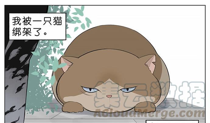 南方的鸟和北方的鸟壁纸漫画,胖胖的猫。1图