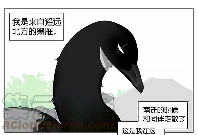 南方的鸟和北方的鸟结局漫画,游泳。1图