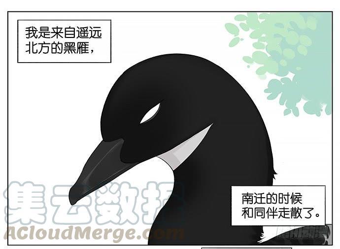 南方的鸟和北方的鸟壁纸漫画,等。1图