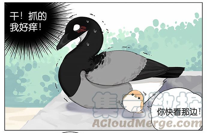 南方的鸟和北方的鸟壁纸漫画,人类好可爱。3图