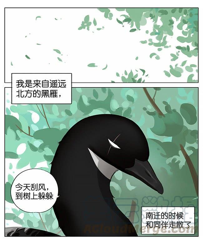 南方的鸟和北方的鸟从哪看漫画,刮风。1图