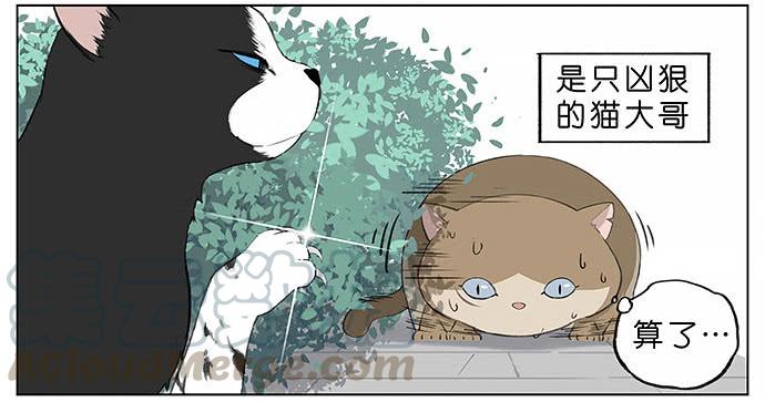 南方的鸟和北方的鸟壁纸漫画,胖胖的猫。5图