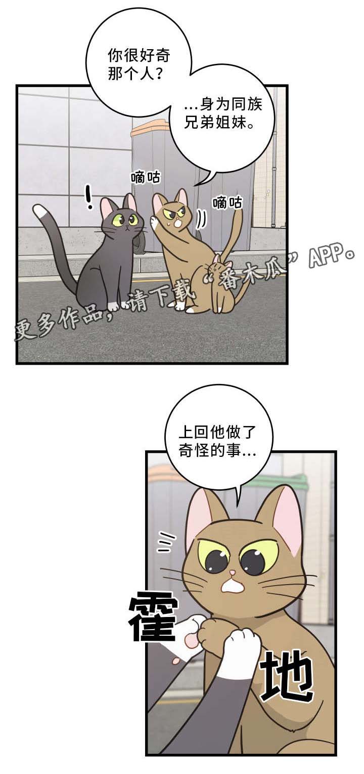 亲爱的喵先生小说作者漫画,第32章：晕倒4图
