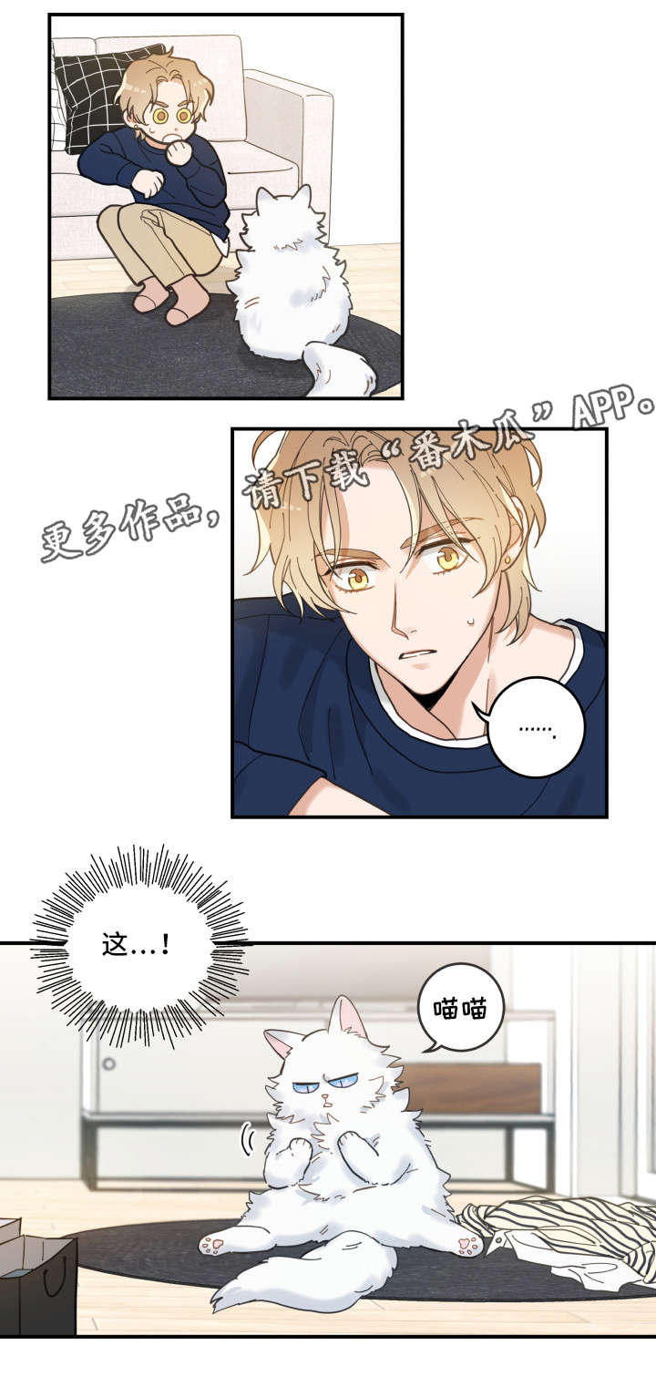 亲爱的喵君哪里可以看漫画,第10章：负责到底1图