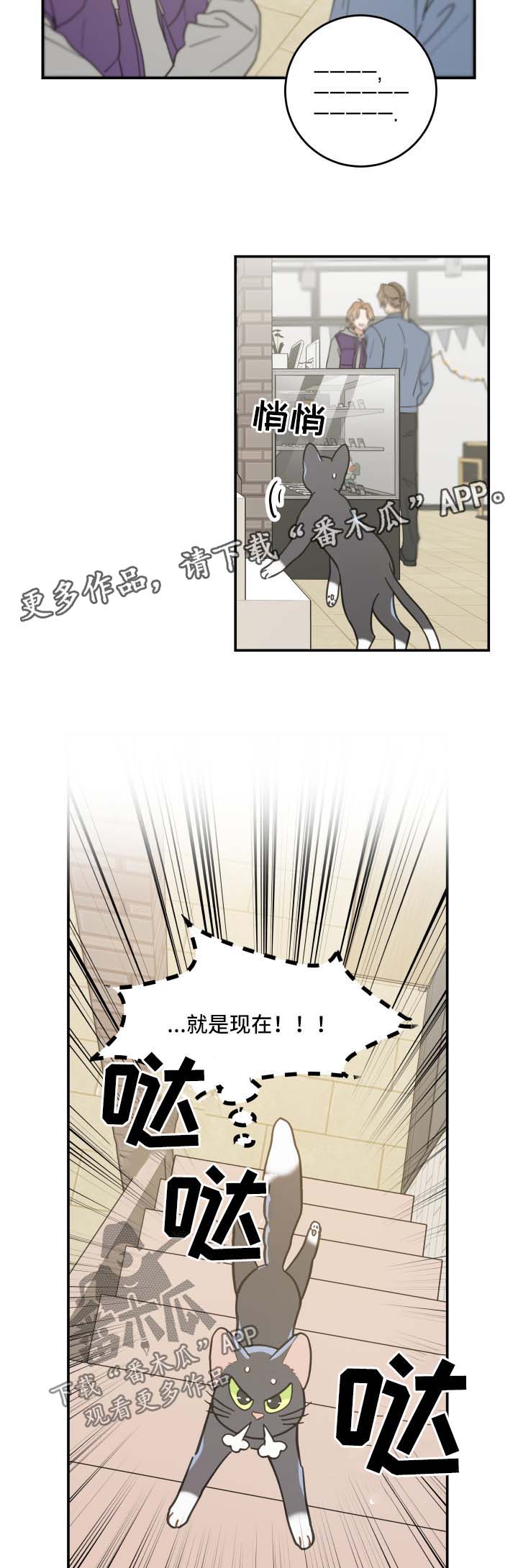亲爱的喵君免费阅读漫画漫画,第44章：快乐生活3图
