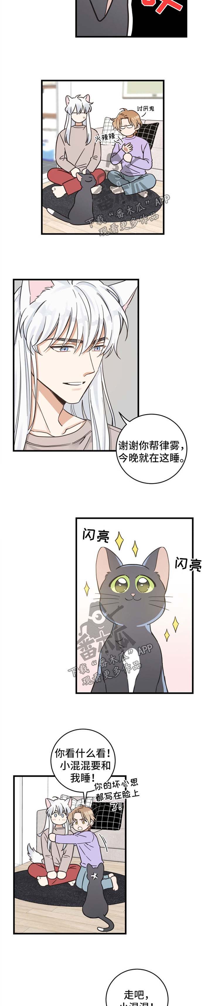 亲爱的猫咪君漫画,第80章：想要回家4图