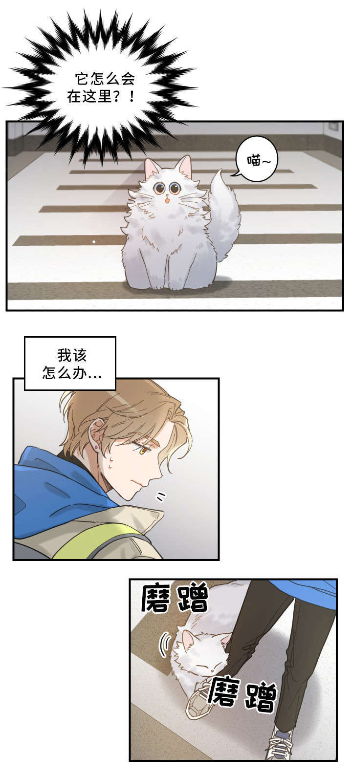亲爱的喵君全文免费漫画下拉式漫画,第2章：白猫1图