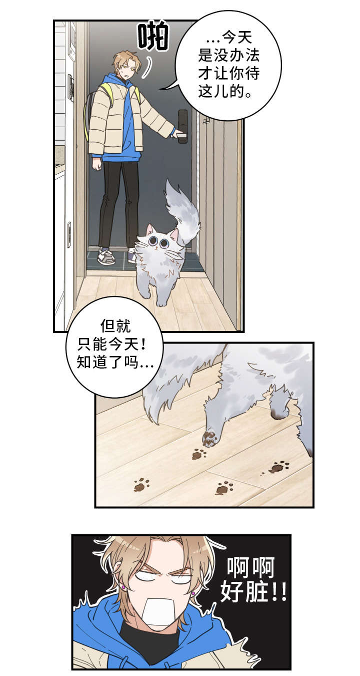 亲爱的喵君全文免费漫画下拉式漫画,第2章：白猫4图