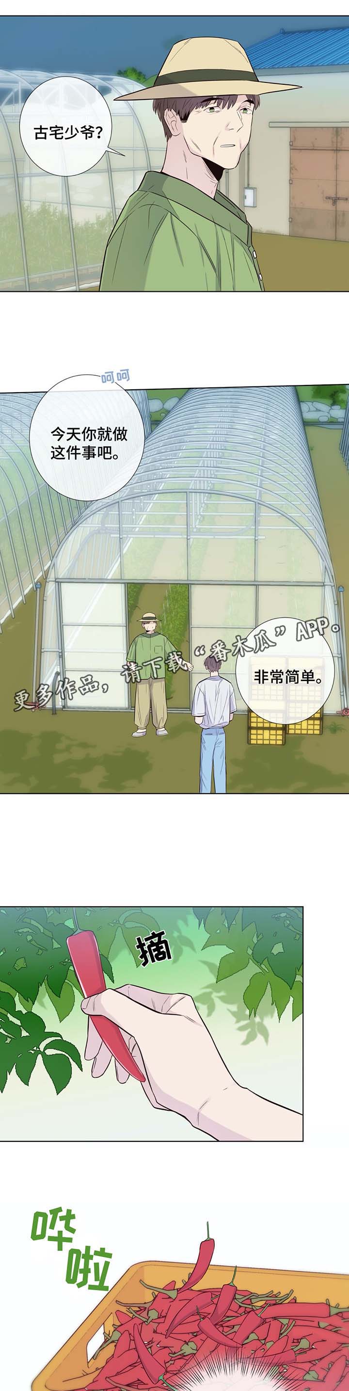 田园一层半茅草别墅漫画,第30章：收获辣椒4图