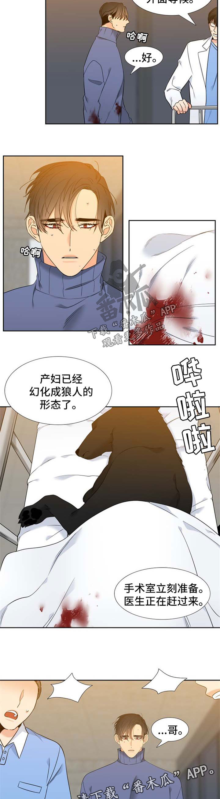 狼的香气免费漫画漫画,第197章：【第二季】生产4图